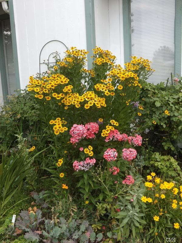 Helenium 'Zimbelstern' -full plant pic photo Hzimbelsternfullplantpic_zpsc1f7c6f9.jpg